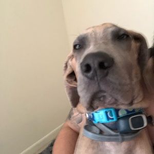 Meet your Posher, Frank